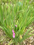 vignette Gladiolus communis - Glaeul commun