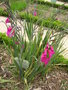 vignette Gladiolus byzantinus - Glaeul de Byzance