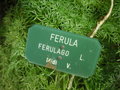 vignette Ferula ferulago