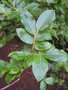 vignette Vaccinium padifolium