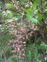 vignette Rubus grandifolius