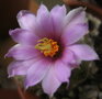 vignette Mammillaria insularis 11 7 09