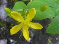 vignette Hypericum grandifolium