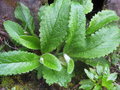 vignette Cirsium latifolium
