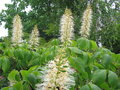 vignette Aesculus parviflora