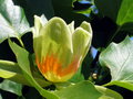 vignette Tulipier en fleurs