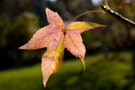vignette Liquidambar styraciflua aurea - feuille d'automne