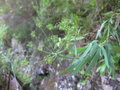 vignette Bupleurum salicifolium
