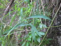 vignette Bupleurum salicifolium