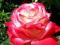 vignette rose