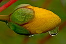 vignette Millepertuis arbustif (hypericum hidecote)