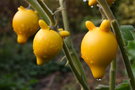 vignette Solanum mamosum fruit mûr