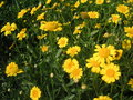 vignette Glebionis segetum  = Chrysanthemum segetum - Chrysanthme des moissons