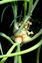 vignette Oignon de Catawissa (Allium cepa)