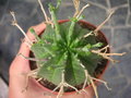 vignette Euphorbia meloformis