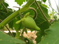 vignette Solanum mamosum avant maturité