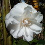 vignette Camellia japonica 'Blushing beauty'