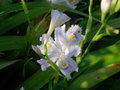vignette iris japonica