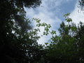 vignette Rubus grandifolius