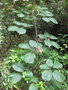 vignette Rubus grandifolius