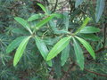 vignette Euphorbia mellifera