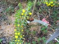 vignette Acacia (mimosa) uncinata avec de plus en plus de fleurs et une gousse au 13 07 09