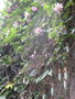 vignette Passiflora mollissima