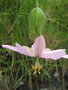 vignette Passiflora mollissima