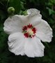 vignette Hibiscus syriacus 'Red Heart'