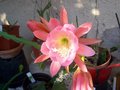 vignette epiphyllum 