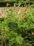 vignette Mimulus cardinalis