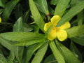 vignette Ludwigia grandiflora - Jussie  grandes fleurs