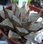 vignette Haworthia emelaye var. major 15 7 09