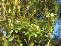 vignette Magnolia grandiflora Exmouth toujours en forme au 15 07 09