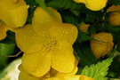 vignette Korète du Japon à fleur simple (Kerria japonica)