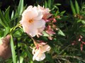 vignette Nerium oleander provence autre vue au 14 07 09