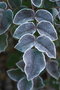 vignette Mahonia aquifolium inermis givré