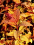 vignette Spirea japonica Goldflam sous le givre