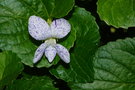 vignette Violette (Viola sororia 'Freckles')