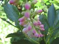 vignette Clethra alnifolia rosea gros plan au 16 07 09