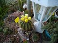 vignette floraison notocactus