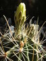 vignette Thelocactus Setispinus 16 7 09 Nd