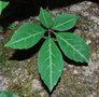 vignette Parthenocissus henryana   / Vitaces / Chine