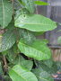 vignette Passiflora riparia