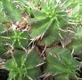 vignette Euphorbia horrida 16 7 09 Nd