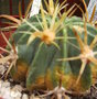 vignette FEROCACTUS FLAVIDISPINUS 19 5 09 nD