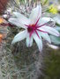 vignette Mammillaria Fraileana 14 7 09 Nd