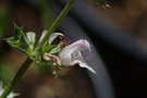 vignette Salvia Taraxacifolia