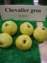 vignette Pomme 'Chevalier gros'