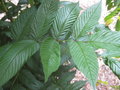 vignette Rubus rosifolius 'Coronarius'